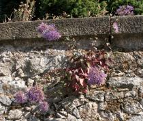 Trachelium caeruleum - Habit on wall (extremly dry habitat) - Click to enlarge!