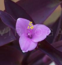 Tradescantia pallida - Flower - Click to enlarge!