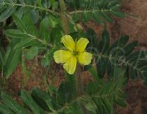 Tribulus terrestris - Flower and leaves - Click to enlarge!