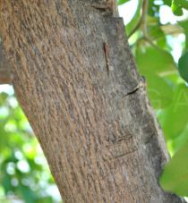Trichilia emetica - Bark - Click to enlarge!