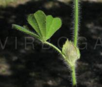 Trifolium stellatum - Leaf insertion, note the large veined stipules - Click to enlarge!