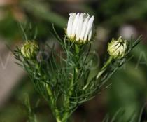 Tripleurospermum perforata - Flower, side view - Click to enlarge!