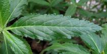 Turnera ulmifolia - Upper surface of leaf - Click to enlarge!