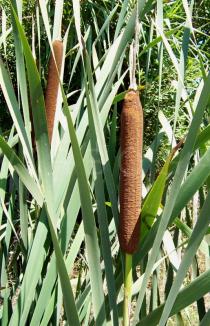 Typha latifolia - Cylindrical seed heads - Click to enlarge!