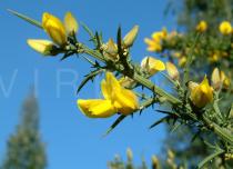 Ulex europaeus - Flowering branch - Click to enlarge!