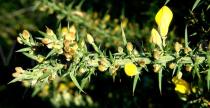 Ulex europaeus - Flower buds - Click to enlarge!