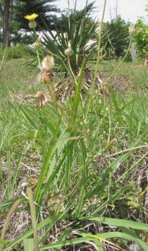 Urospermum picroides - Habit - Click to enlarge!