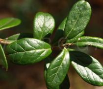 Vaccinium vitis-idaea - Foliage - Click to enlarge!