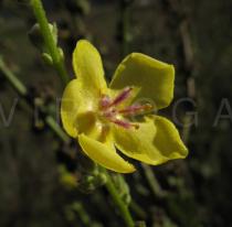 Verbascum sinuatum - Flower - Click to enlarge!