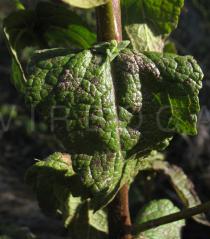 Verbascum sinuatum - Upper side of leaf - Click to enlarge!