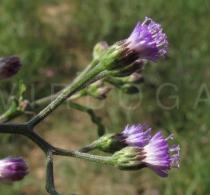 Vernonia cinerea - Flower heads, side view - Click to enlarge!