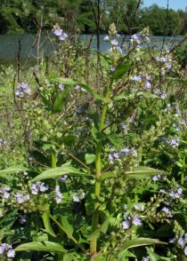 Veronica anagallis-aquatica - Branch with flowers - Click to enlarge!