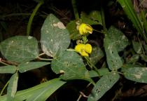 Vigna reflexopilosa - Foliage - Click to enlarge!