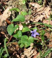 Viola palustris - Habit - Click to enlarge!