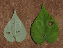 Wissadula amplissima - Upper and lower surface of leaf - Click to enlarge!