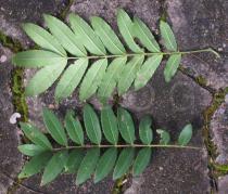 Zanthoxylum rhoifolium - Upper and lower surface of leaves - Click to enlarge!