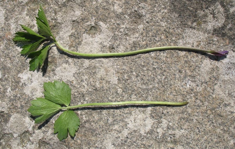 Ranunculus repens - Top and lower side of leaf - Click to enlarge!