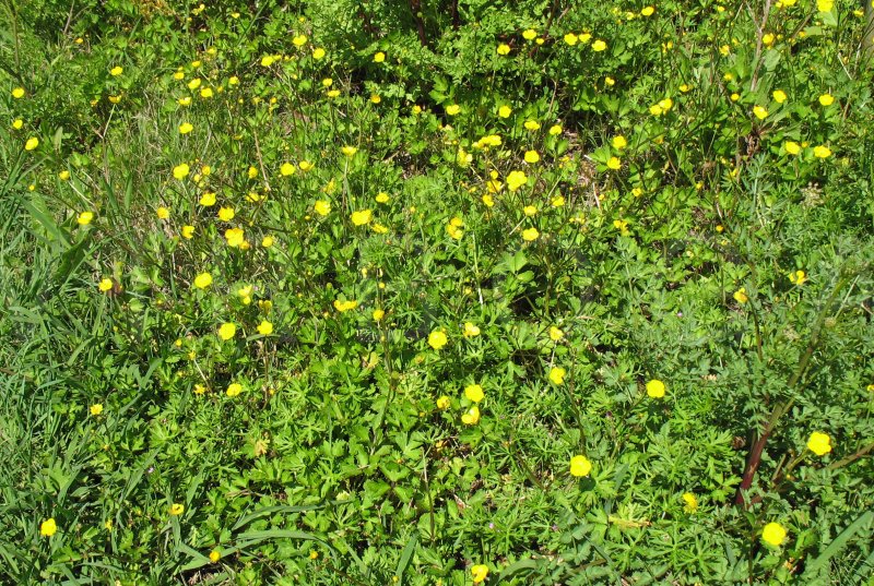 Ranunculus repens - Habit - Click to enlarge!