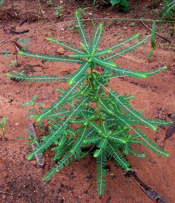 Phyllanthus niruri - Habit - Click to enlarge!