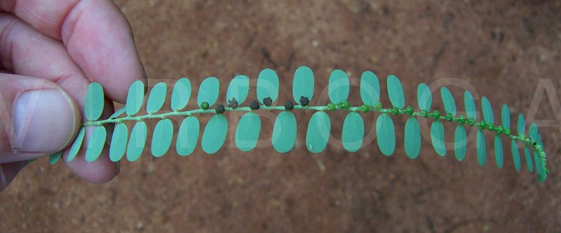 Phyllanthus niruri - Fruits - Click to enlarge!