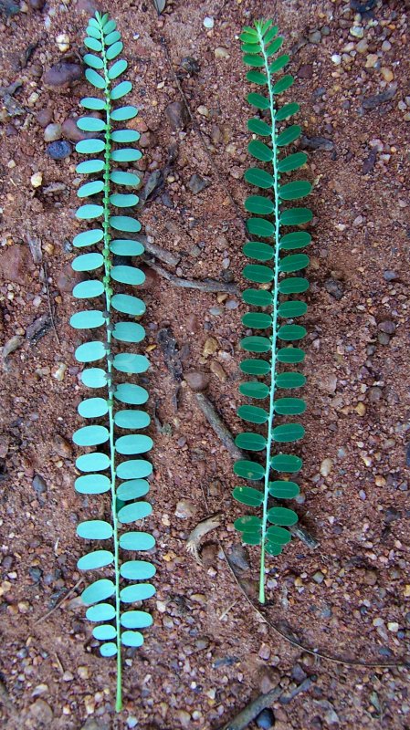 Phyllanthus niruri - Upper and lower side of leaf - Click to enlarge!