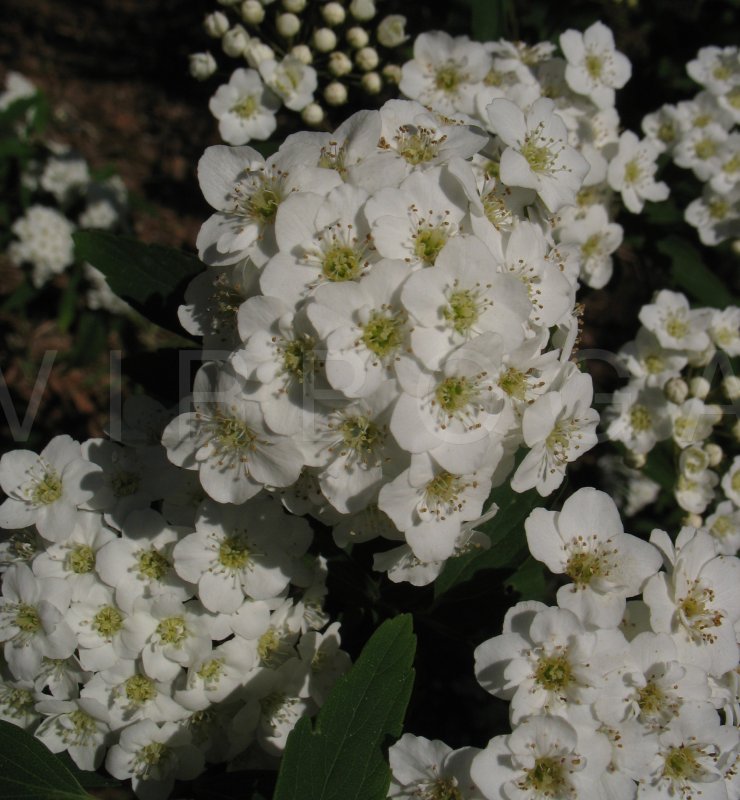 Spiraea x vanhouttei - Inflorescence - Click to enlarge!