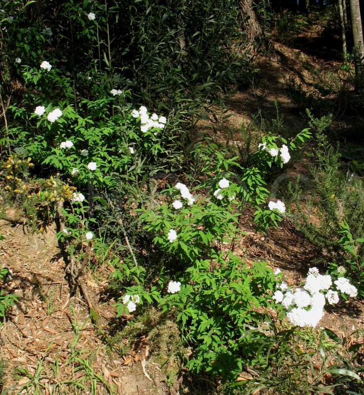 Spiraea x vanhouttei - Habit - Click to enlarge!