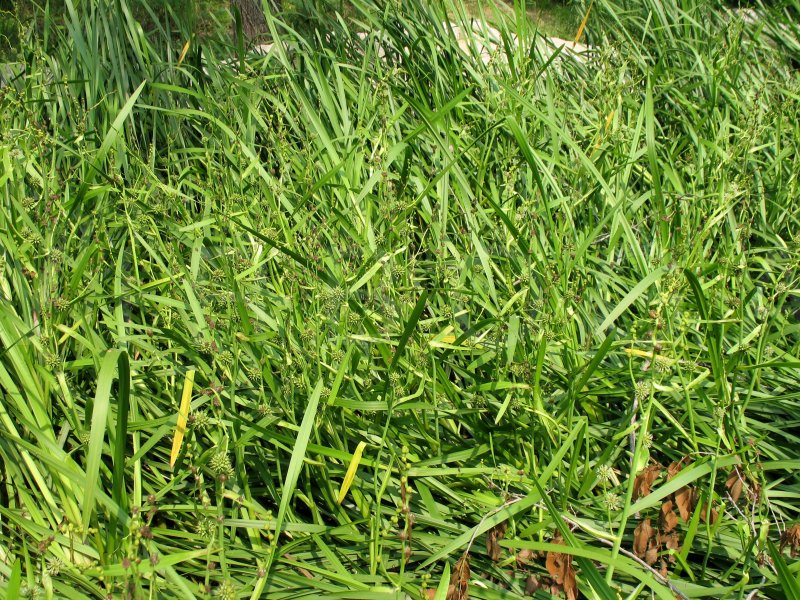 Sparganium stoloniferum - Habit - Click to enlarge!