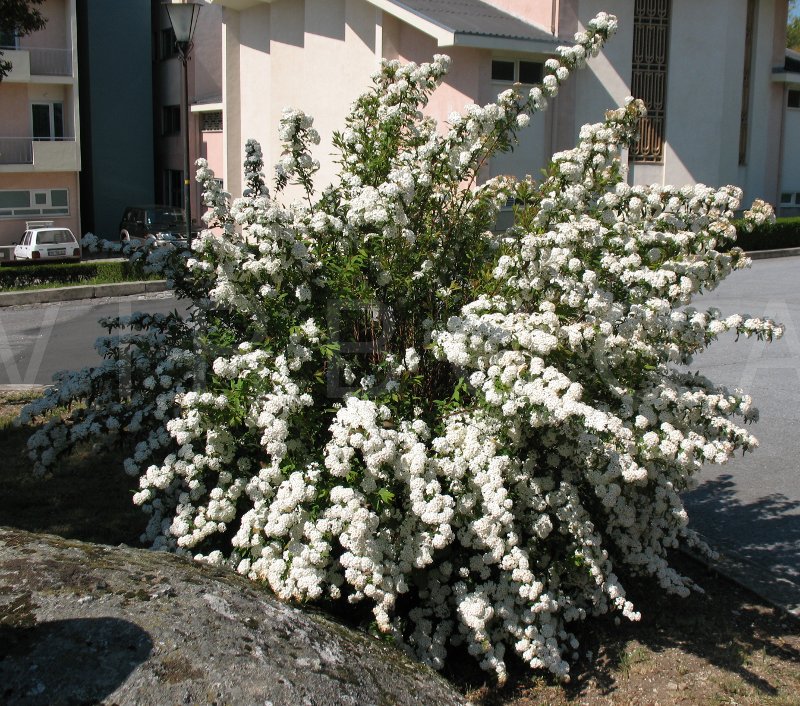Spiraea x vanhouttei - Habit - Click to enlarge!