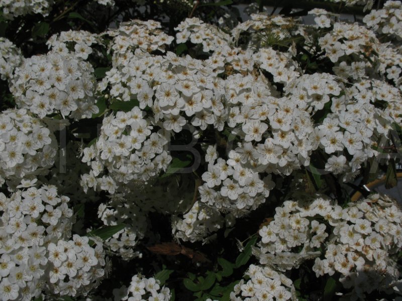 Spiraea x vanhouttei - Inflorescences - Click to enlarge!