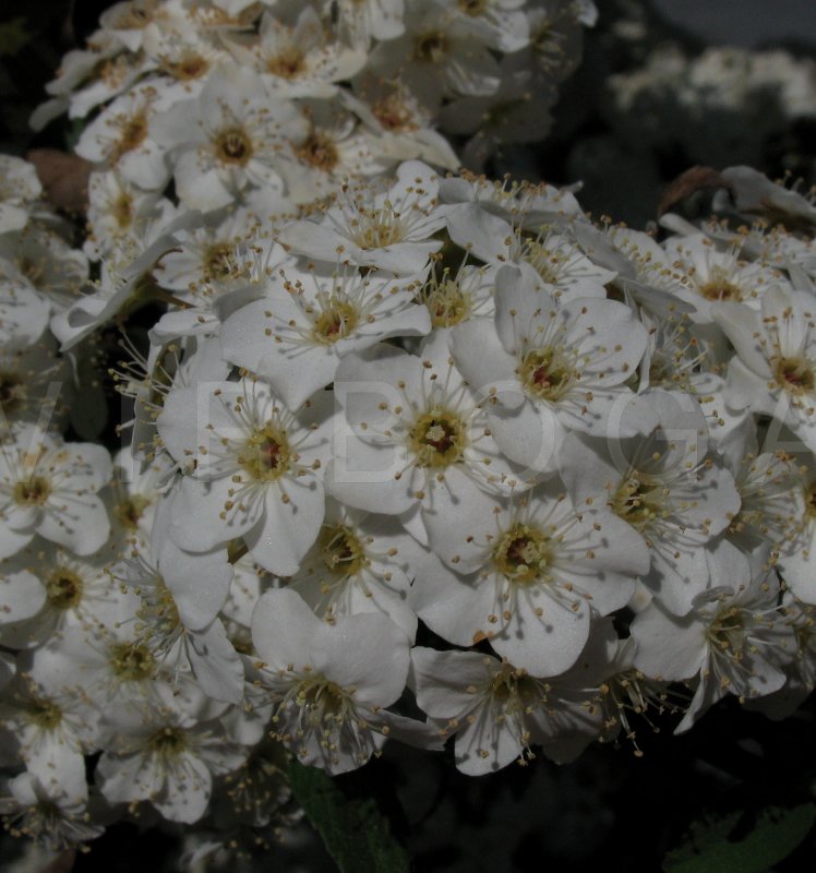 Spiraea x vanhouttei - Inflorescence, close-up - Click to enlarge!