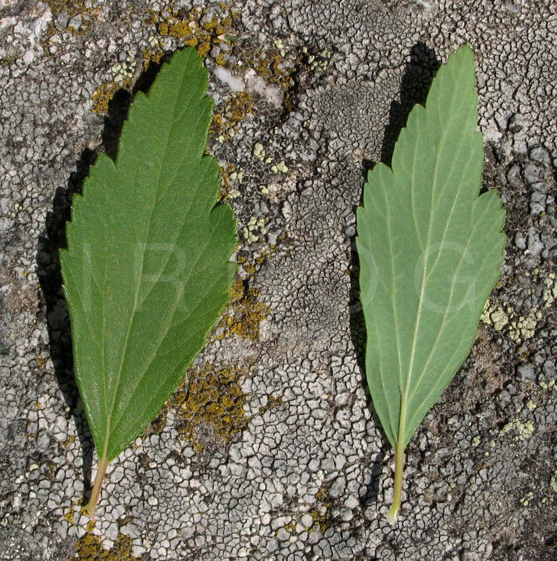 Spiraea x vanhouttei - Upper and lower side of leaf - Click to enlarge!