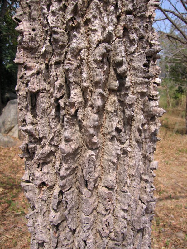 Bombax costatum - Bark - Click to enlarge!
