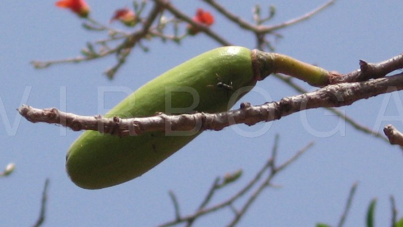 Bombax costatum - Fruit - Click to enlarge!