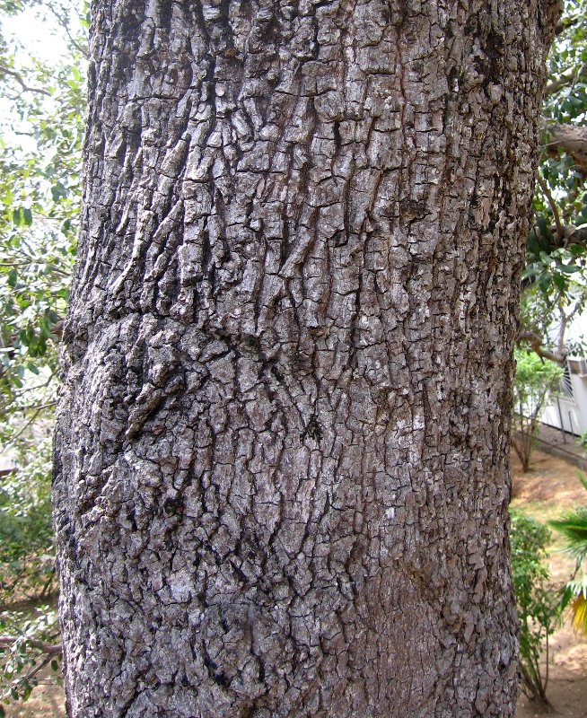 Bombax costatum - Bark - Click to enlarge!