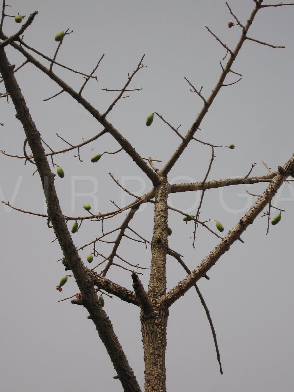 Bombax costatum - Branches with fruits - Click to enlarge!