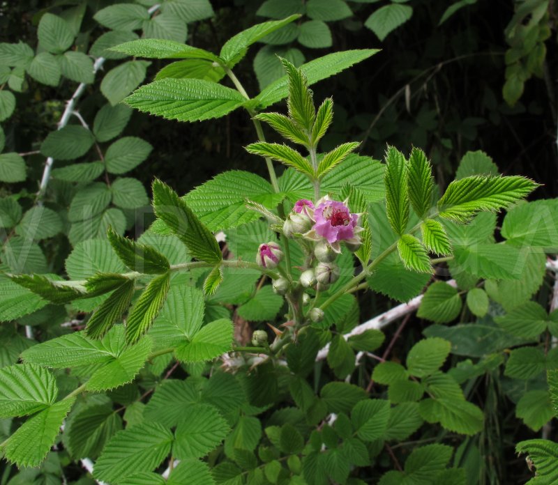 Rubus niveus - Inflorescence - Click to enlarge!