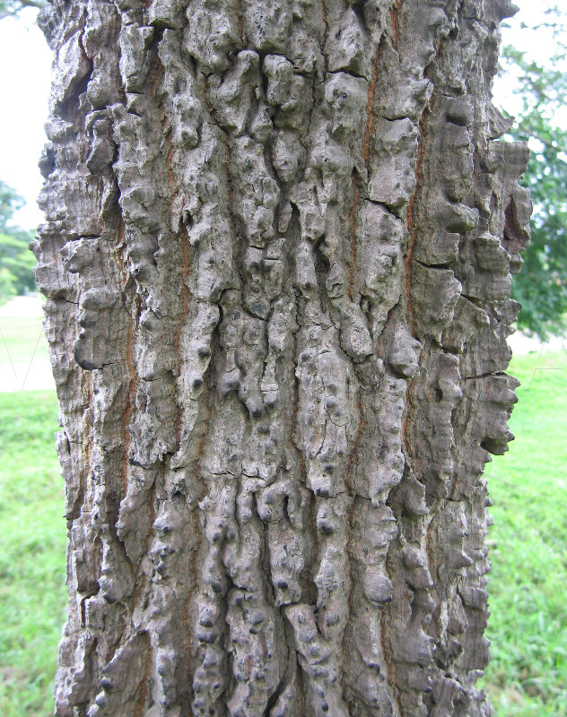 Bombax costatum - Bark - Click to enlarge!