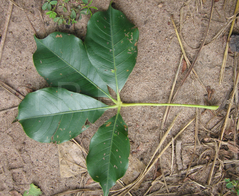 Bombax costatum - Upper surface of leaf - Click to enlarge!