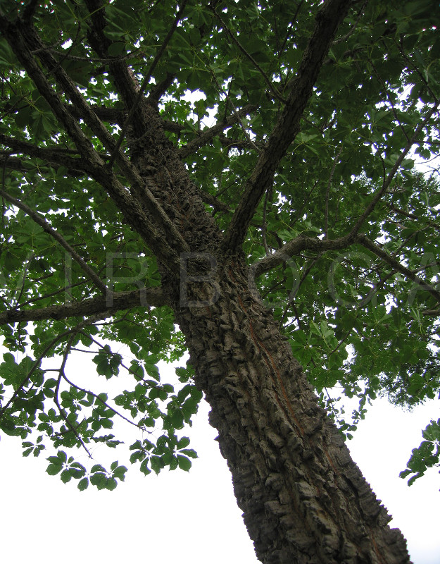 Bombax costatum - Crown from below - Click to enlarge!