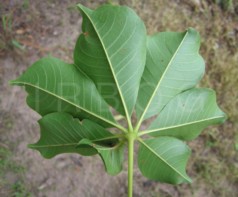 Bombax costatum - Lower surface of leaf blade - Click to enlarge!