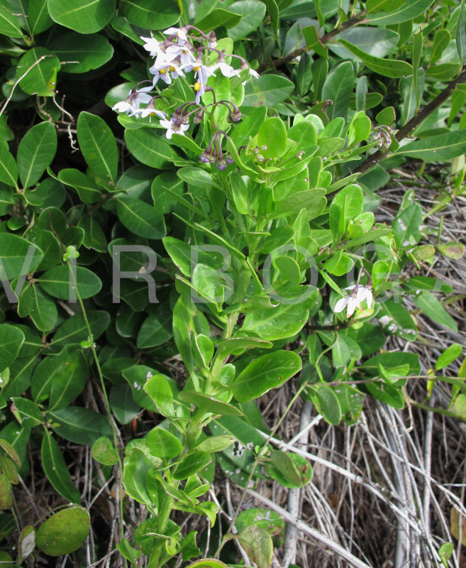 Solanum africanum - Habit - Click to enlarge!
