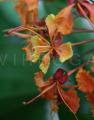 Bauhinia khasiana