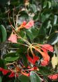 Bauhinia lorantha