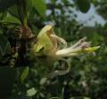 Bauhinia rufescens