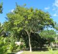 Caesalpinia ferrea