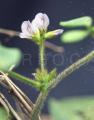Calopogonium mucunoides