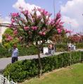 Cercis siliquastrum