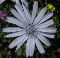 Cichorium intybus