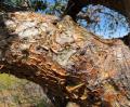 Commiphora leptophloeos